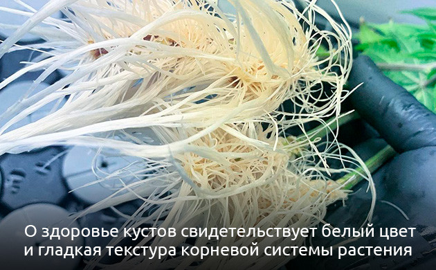 Шпаргалка для гровера по поливу и здоровью корней