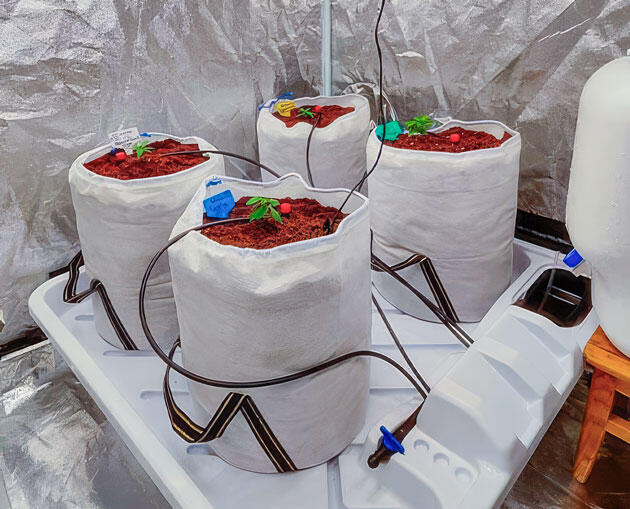 Растишка Dozy Doz от AlphaFem Seeds на 3-4 неделе