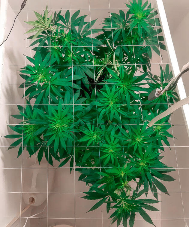 Куст Glue Sherbet на 11-12 неделе выращивания