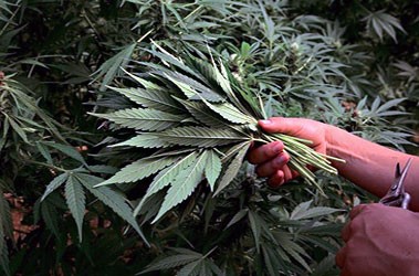 Дефолиация растения