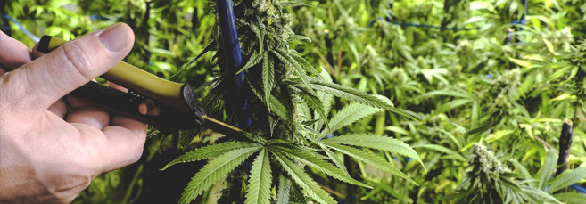 Как выполнить суперкроппинг марихуаны