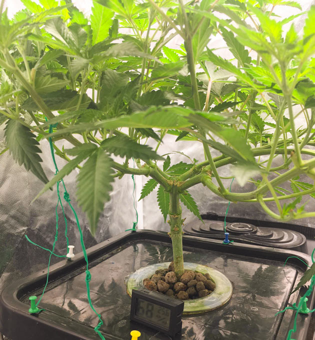 Куст DDoS #33 на 6 неделе выращивания