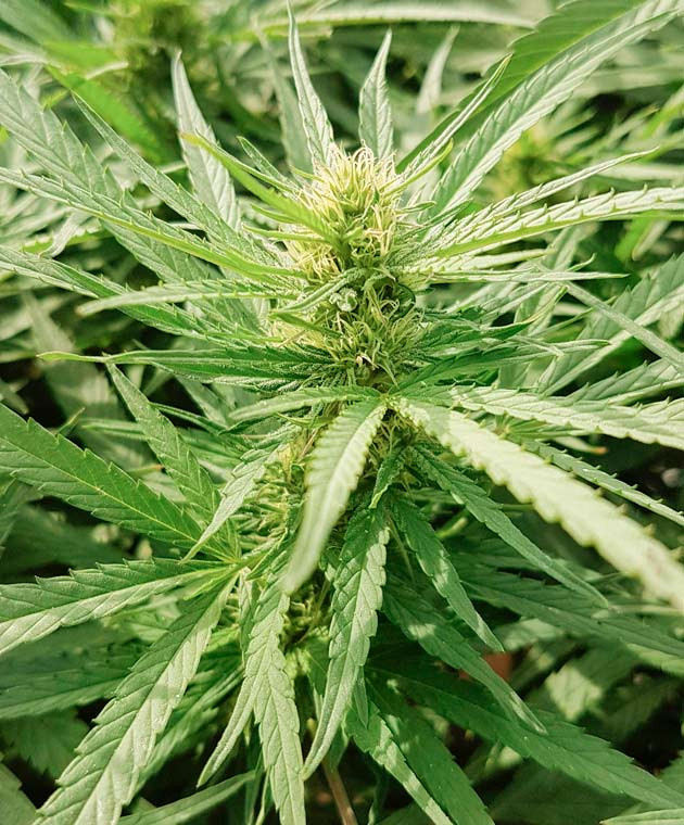 Куст Runtz Muffin от Barney's Farm на стадии цветения