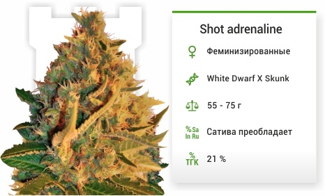 описание сорта Shot adrenaline