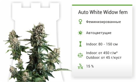 Auto White Widow fem от Pyramid Seeds