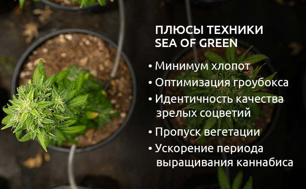 Плюсы техники SOG