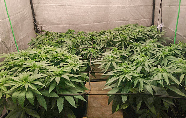 Кусты конопли на цветении