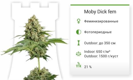 Moby Dick fem (Dinafem Seeds)