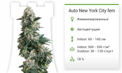 Auto New York City от Pyramid Seeds