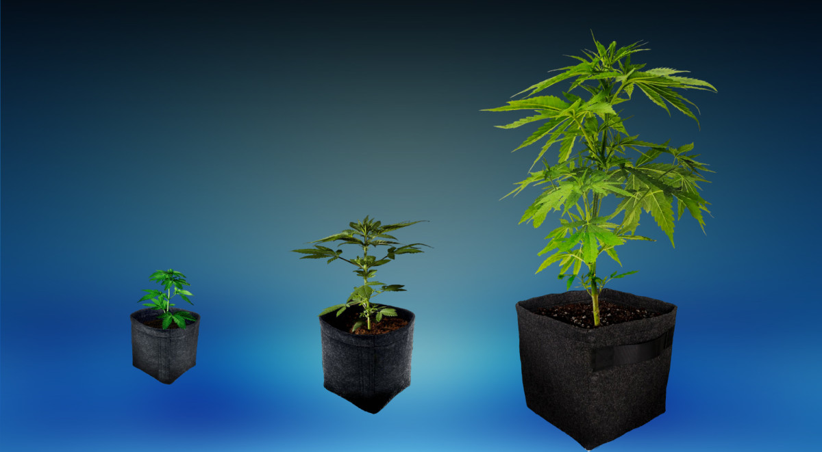 Оптимальный объем горшка для рассады