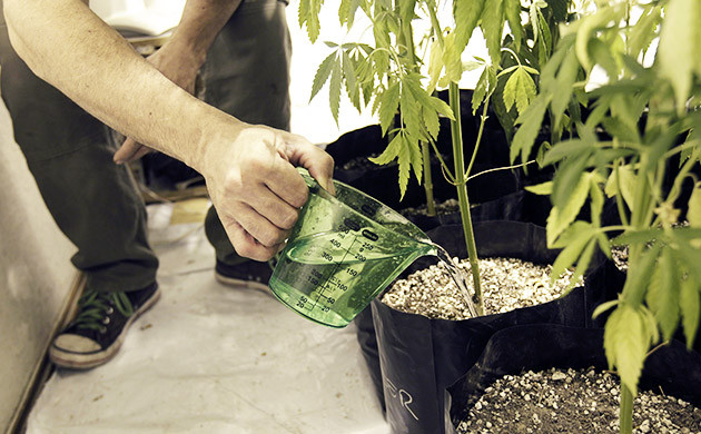 Подкормка куста конопли