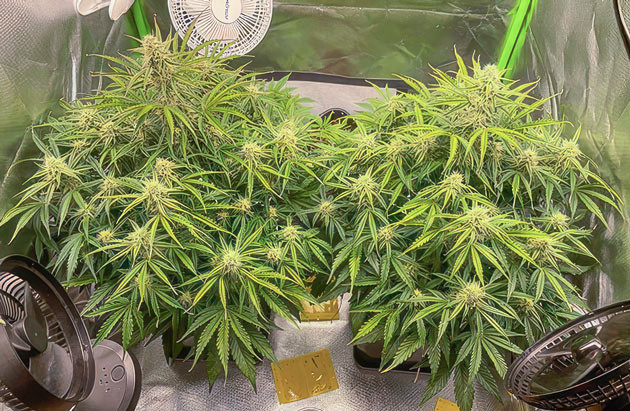 Кусты Apollo F1 Auto от RQS на стадии цветения