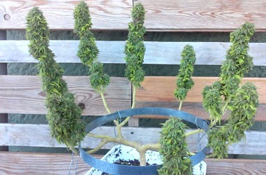 Техника разветвления (Mainlining)