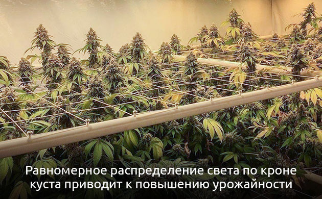Кусты под сеткой ScrOG