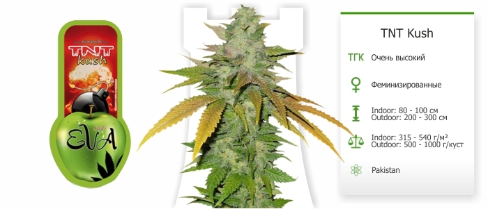 TNT Kush