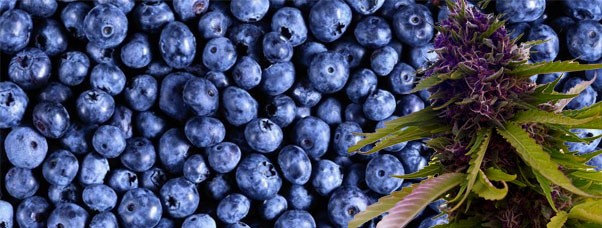 Сорта каннабиса с запахом черники