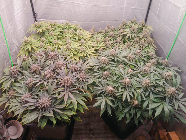 Появление гермафродита