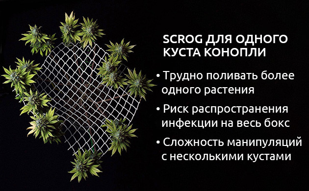 ScrOG для одного куста конопли