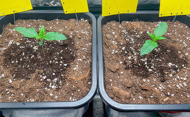 Ростки Apollo F1 Auto от Royal Queen Seeds на 1 неделе