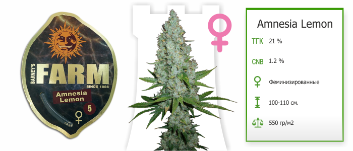 Amnesia Lemon