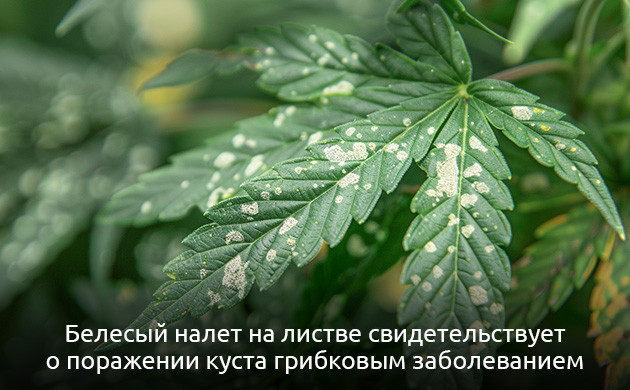 Белесый налет на листе признак грибка