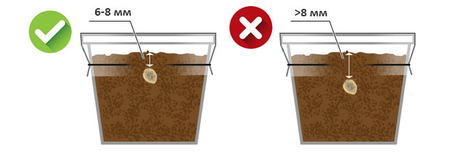 Глубина посадки семян марихуаны