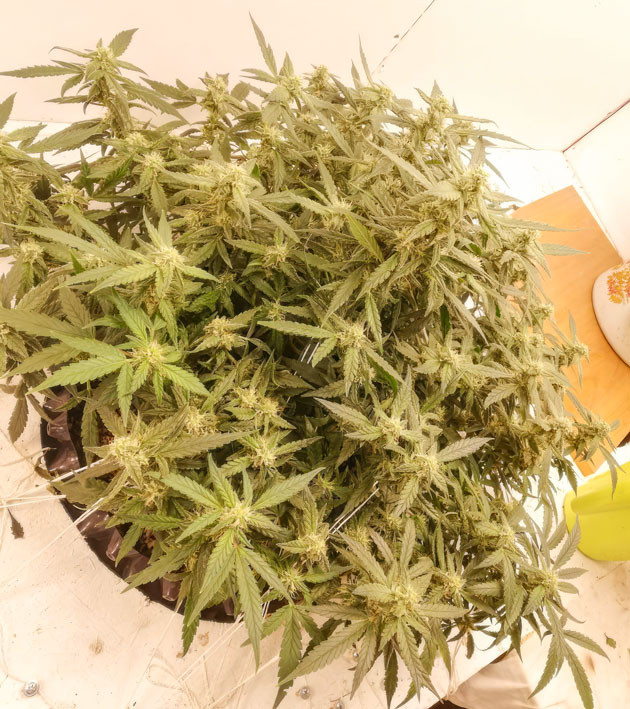 Куст Alpha 21 от AlphaFem Seeds на стадии цветения