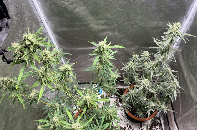 Кусты Banana Purple Punch Auto на 9 неделе выращивания