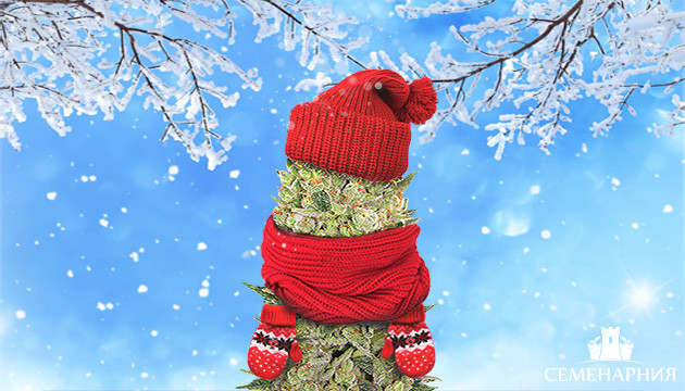 Как вырастить коноплю в прохладном климате