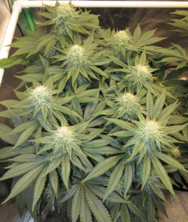 Куст ростом 70 см