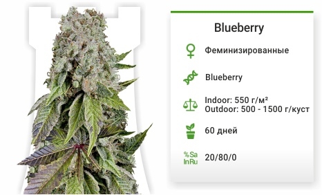 описание сорта Blueberry 
