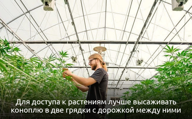 Габариты и размещение теплицы для марихуаны