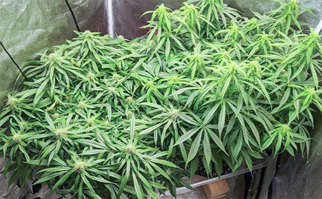 2 куста конопли Auto Orange Bud