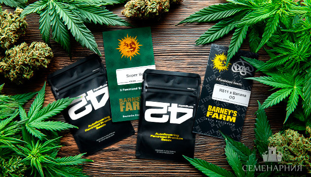 Новые сорта от сидбанков Barney's Farm и FastBuds