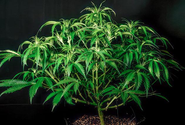 Куст Lemon AK Auto от FastBuds на 7 неделе