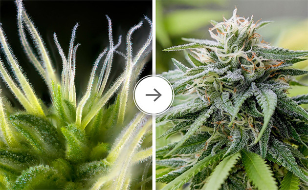 Стигмы на соцветиях конопли