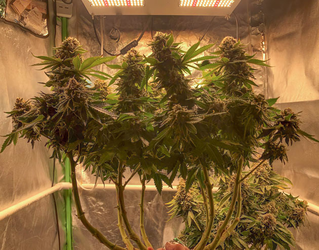 17 неделя выращивания