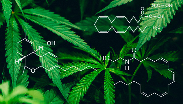 Каннабиноидные рецепторы