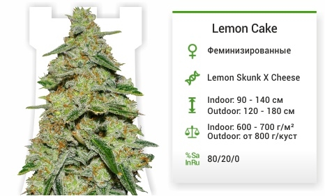 описание сорта Lemon Cake