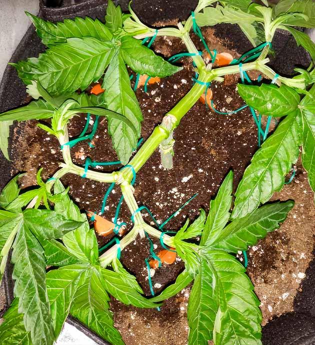 Куст LSD от Barney's Farm на стадии вегетации