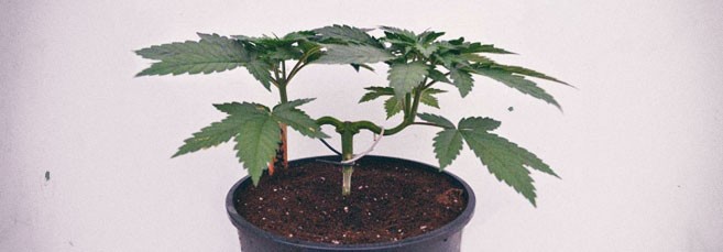 Суперкроппинг конопли