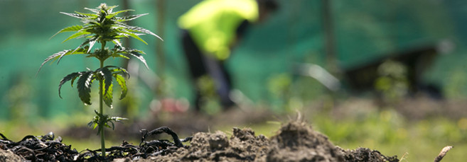 Выращивание марихуаны в грунте 