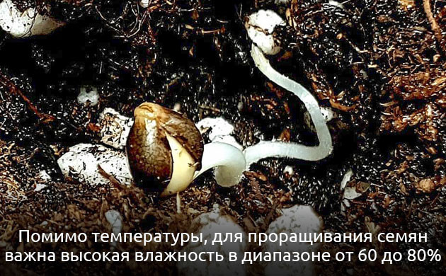 Температура на стадии проращивания семян марихуаны
