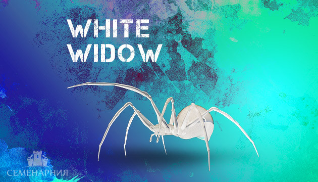 Сорт конопли Белая вдова