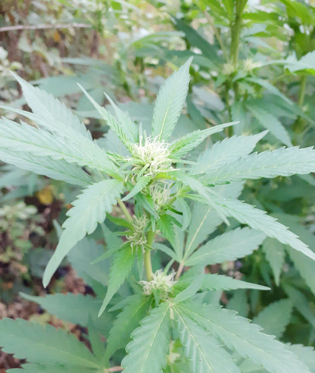 Начало цветения на 17 неделе