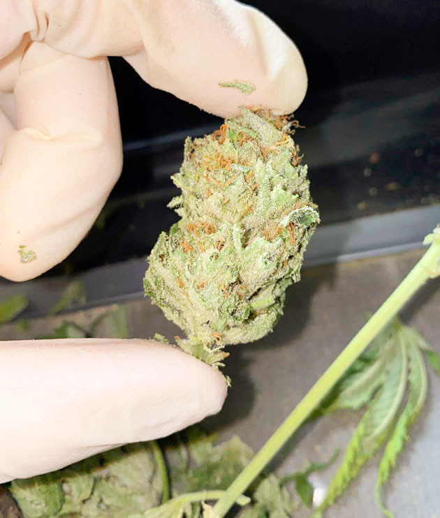 Впечатления от грова и от сорта