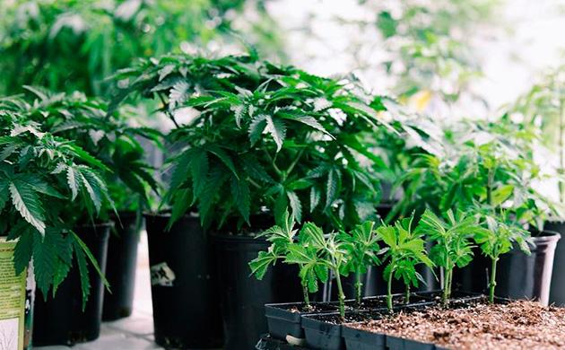 Виды горшков для выращивания конопли