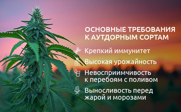 Требования к аутдорным сортам конопли