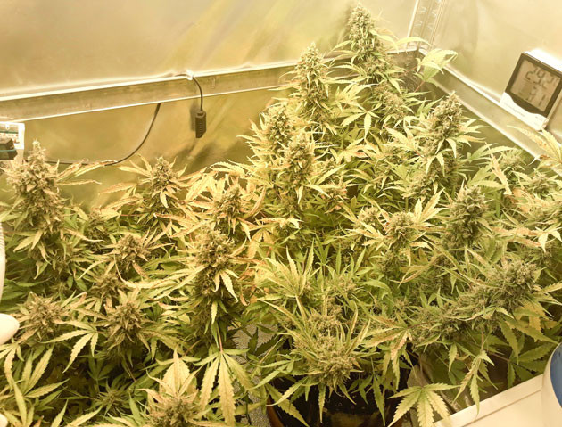 Кусты перед харвестом