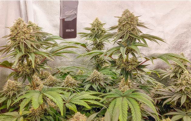 Кусты Lemon Tree от Barney's Farm на 12-13 неделе